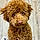 Spidey