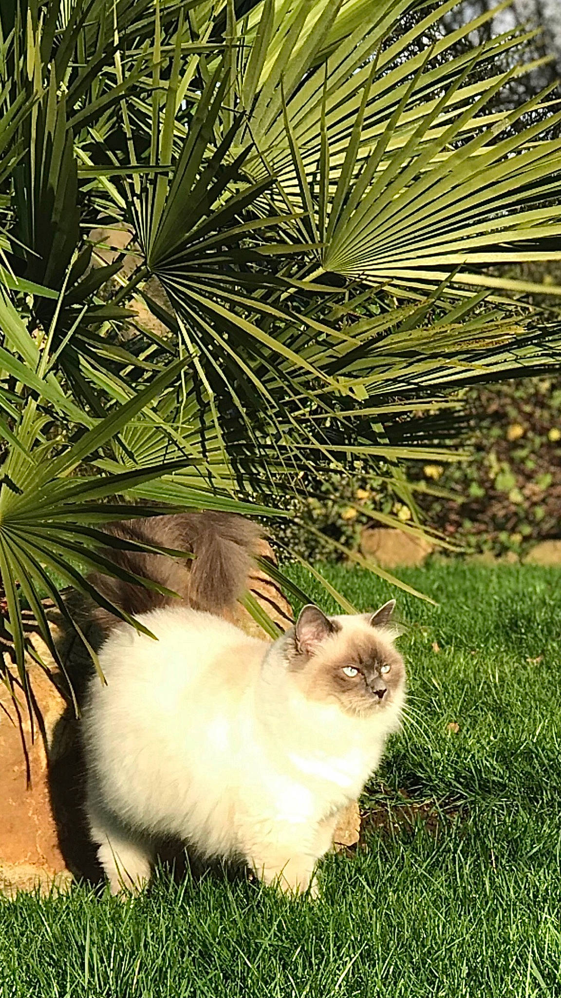 Pralyne a rejoint le concours — aidez-le/la à gagner de superbes lots ! arecales, balinese, birman, botany, carnivore, cat, fawn, felidae, grass, leaf, nature, palm_tree, plant, siamese, small_to_medium_sized_cats, tail, terrestrial_plant, tree, vegetation, whiskers