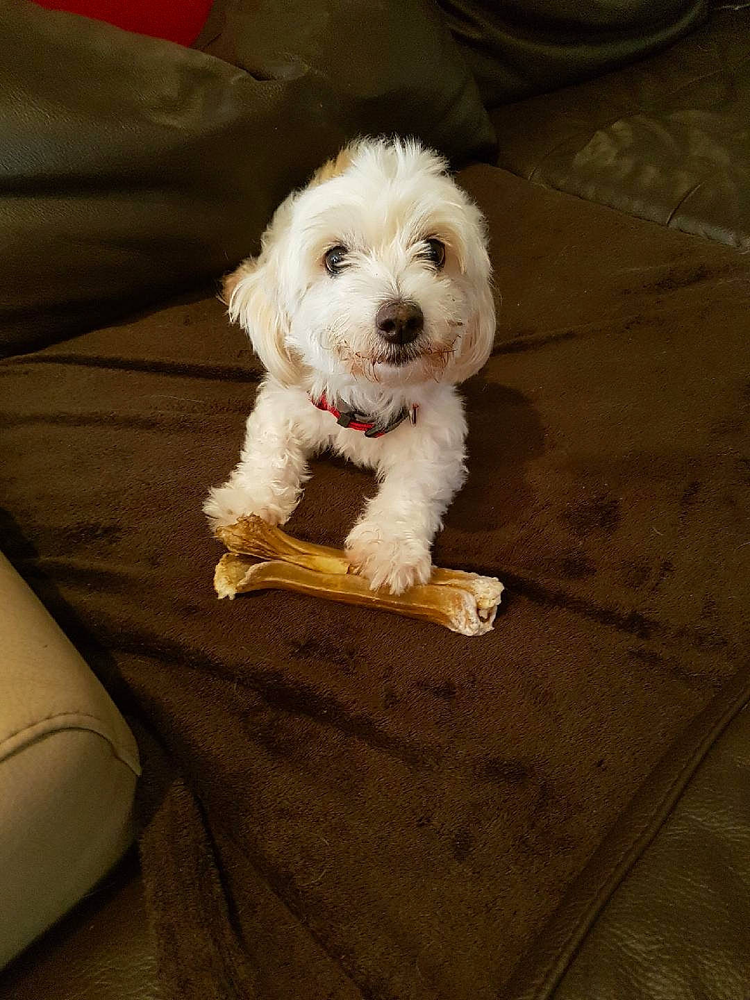 Capone participe au concours pour gagner de l'argent avec cette photo : canidae, carnivore, comfort, companion_dog, dog, dog_breed, flooring, non_sporting_group, sleeve, small_terrier, sporting_group, terrier, toy_dog, water_dog, working_animal