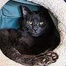 cat, black_cat, pet, animal, feline, cozy, cat_bed, paws, yellow_eyes, relaxing, indoor, soft, cute, fur, resting, close_up, sleepy, comfort, domestic_animal, fluffy