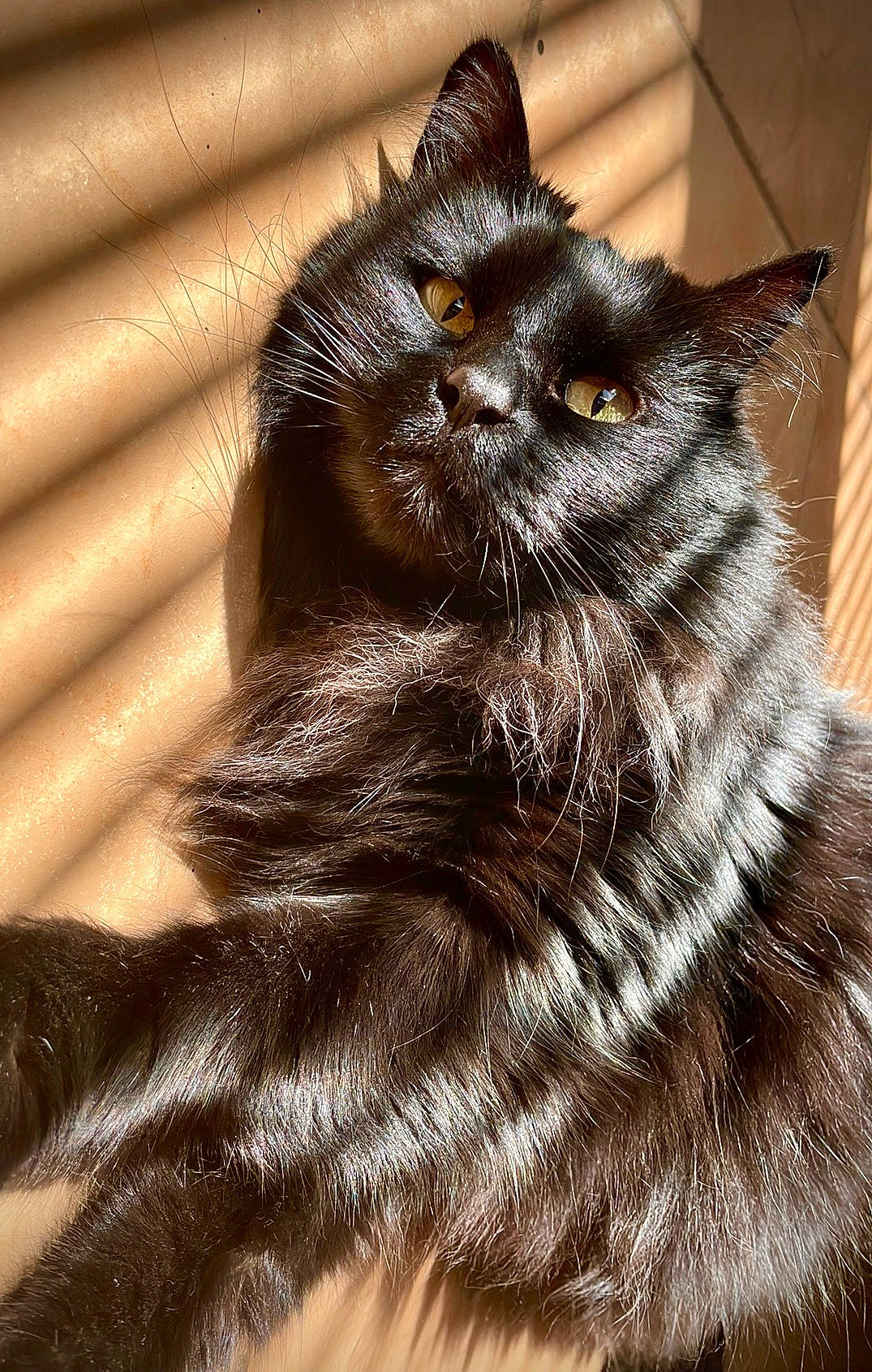 Celty is registered to the contest to win money with this photo: black_cat, bombay, carnivore, cat, claw, close_up, domestic_short_haired_cat, eye, felidae, fur, paw, shadow, sitting, small_to_medium_sized_cats, snout, tail, terrestrial_animal, whiskers, window