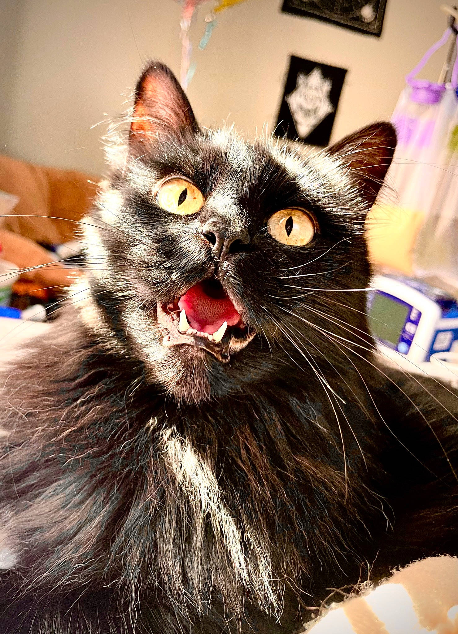 Celty is registered to the contest to win money with this photo: black_cat, box, carnivore, cat, claw, curtain, domestic_short_haired_cat, ear, felidae, fur, paw, small_to_medium_sized_cats, snout, tail, whiskers, window