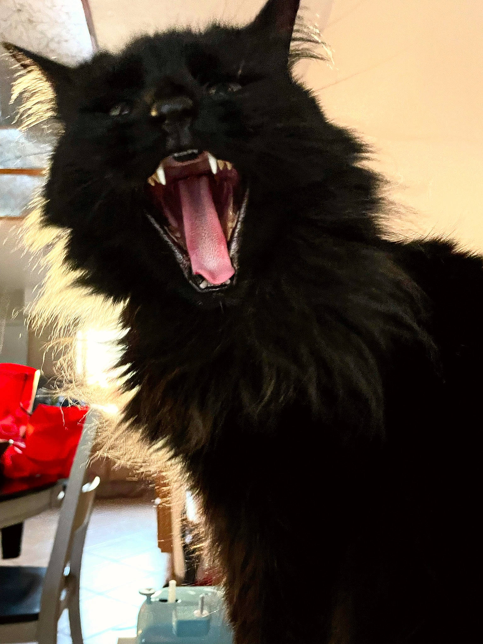 Celty joined the competition — help win amazing prizes! carnivore, cat, chair, claw, dog_breed, fang, felidae, fur, magenta, roar, shout, small_to_medium_sized_cats, snout, terrestrial_animal, whiskers, window, yawn