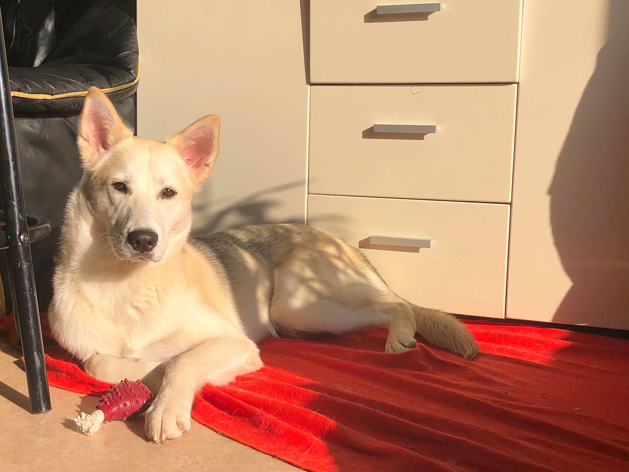 Daïko a rejoint le concours — aidez-le/la à gagner de superbes lots ! cabinetry, carnivore, chest, chest_of_drawers, collar, comfort, companion_dog, dog, dog_breed, dog_supply, drawer, dresser, fawn, floor, flooring, hardwood, sporting_group, whiskers, wood, working_animal