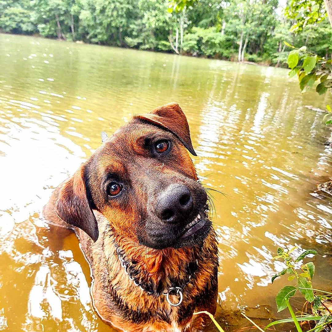 Hazel