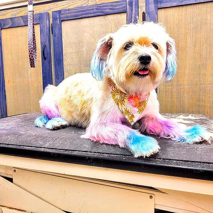 Missy is registered to the contest to win money with this photo: animal, canine, desk, dog, dogbed, drawer, fitness, furniture, hardwood, indoors, interiordesign, pet, pilates, puppy, sport, stainedwood, table, terrier, wood, workingout