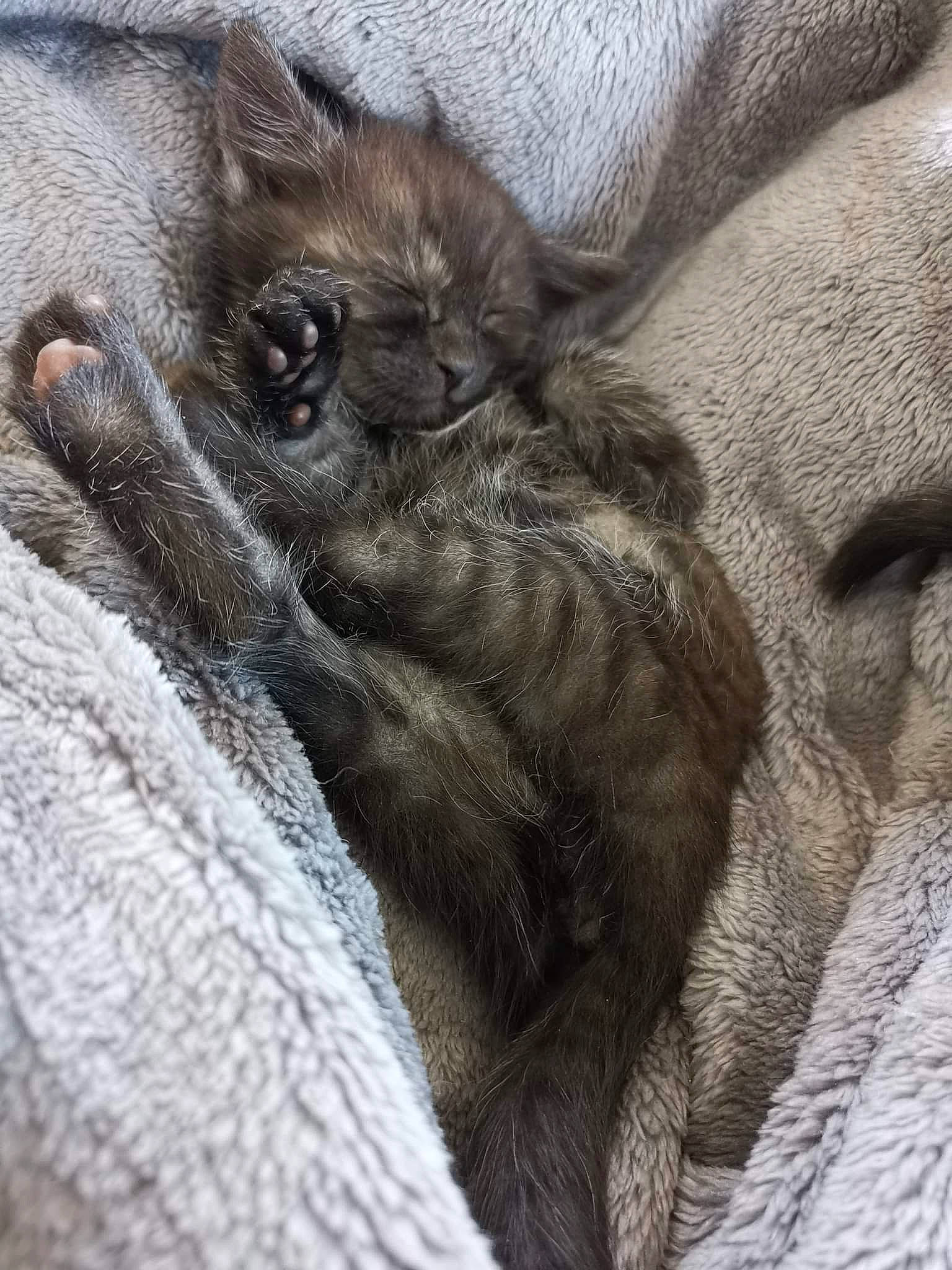 Aniya a rejoint le concours — aidez-le/la à gagner de superbes lots ! claw, comfort, fawn, fur, grey, human_leg, liver, livestock, paw, snout, terrestrial_animal, whiskers, wildlife, working_animal, wrinkle