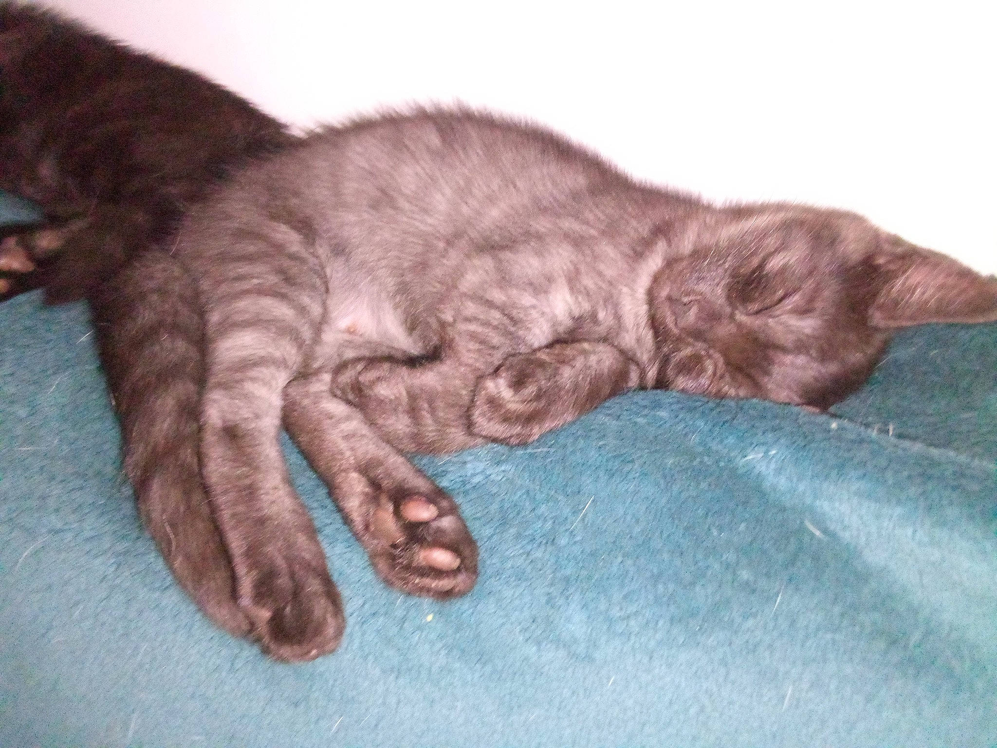 Aniya participe au concours pour gagner de l'argent avec cette photo : carnivore, cat, claw, comfort, dog_breed, domestic_short_haired_cat, electric_blue, felidae, fur, gesture, linens, liver, nap, paw, sleep, small_to_medium_sized_cats, snout, sporting_group, tail, whiskers