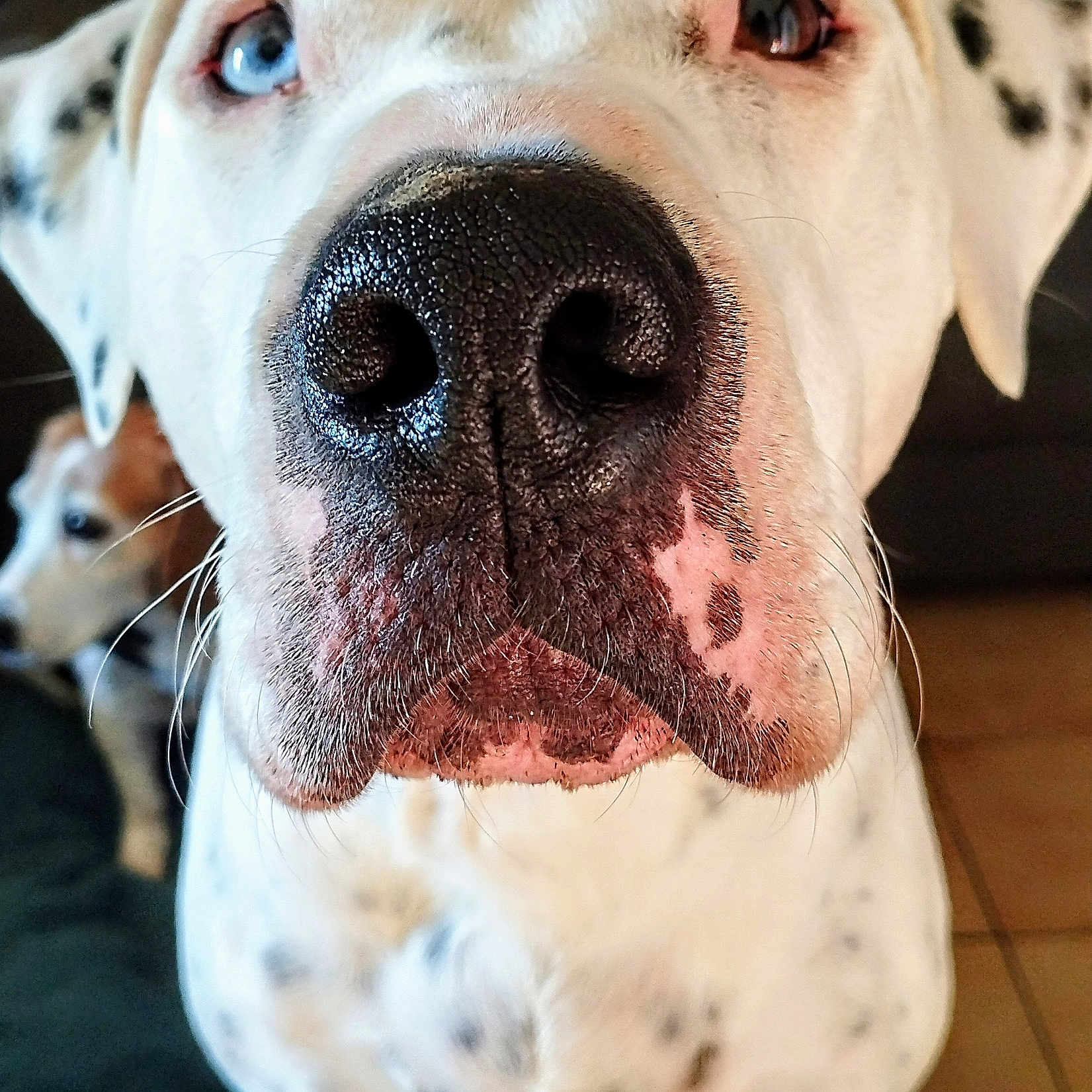 Ayden