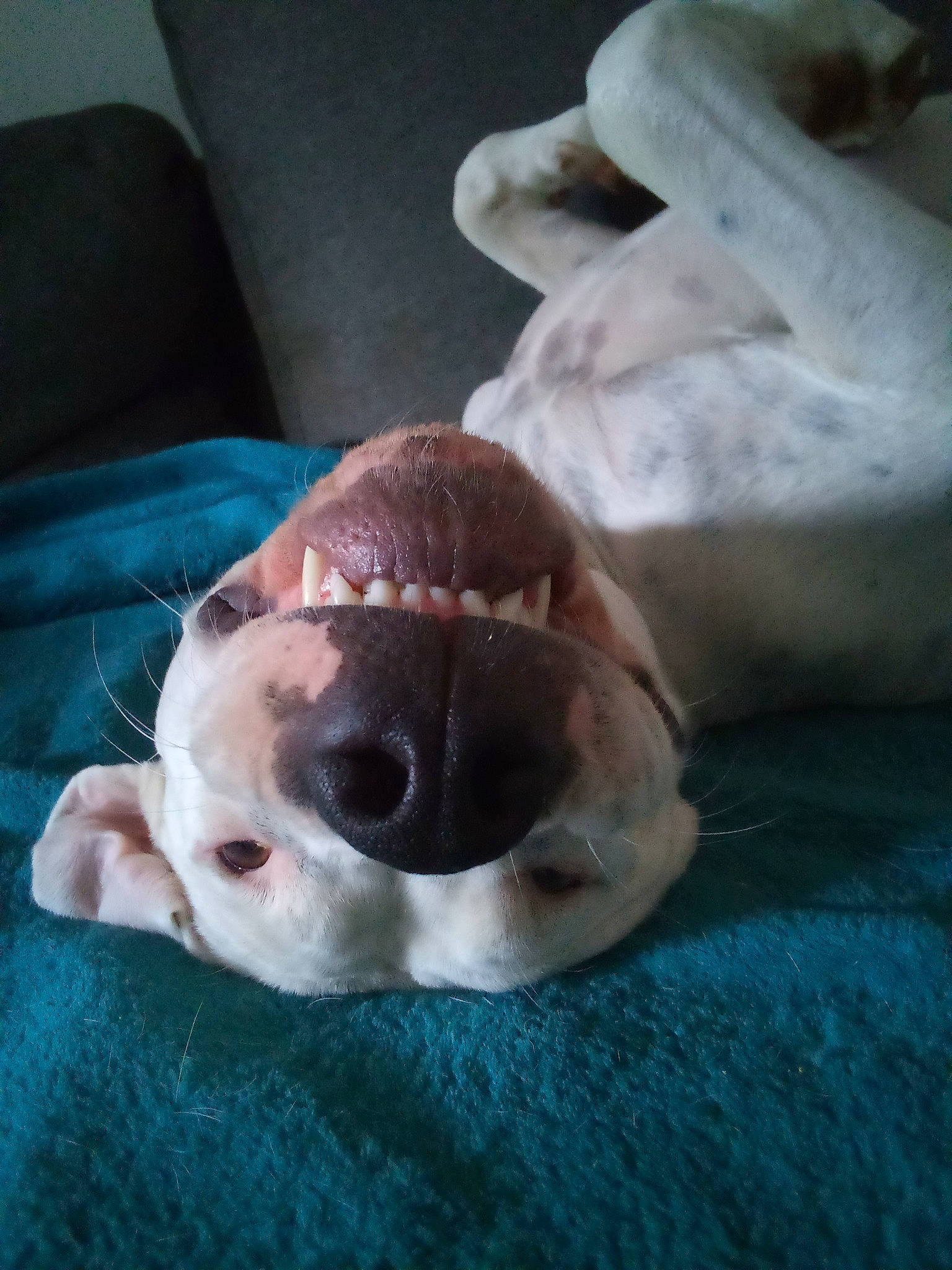 Ayden participe au concours pour gagner de l'argent avec cette photo : canidae, carnivore, comfort, companion_dog, dog, dog_breed, ear, fawn, fur, jaw, liver, non_sporting_group, snout, sporting_group, terrestrial_animal, whiskers, working_animal