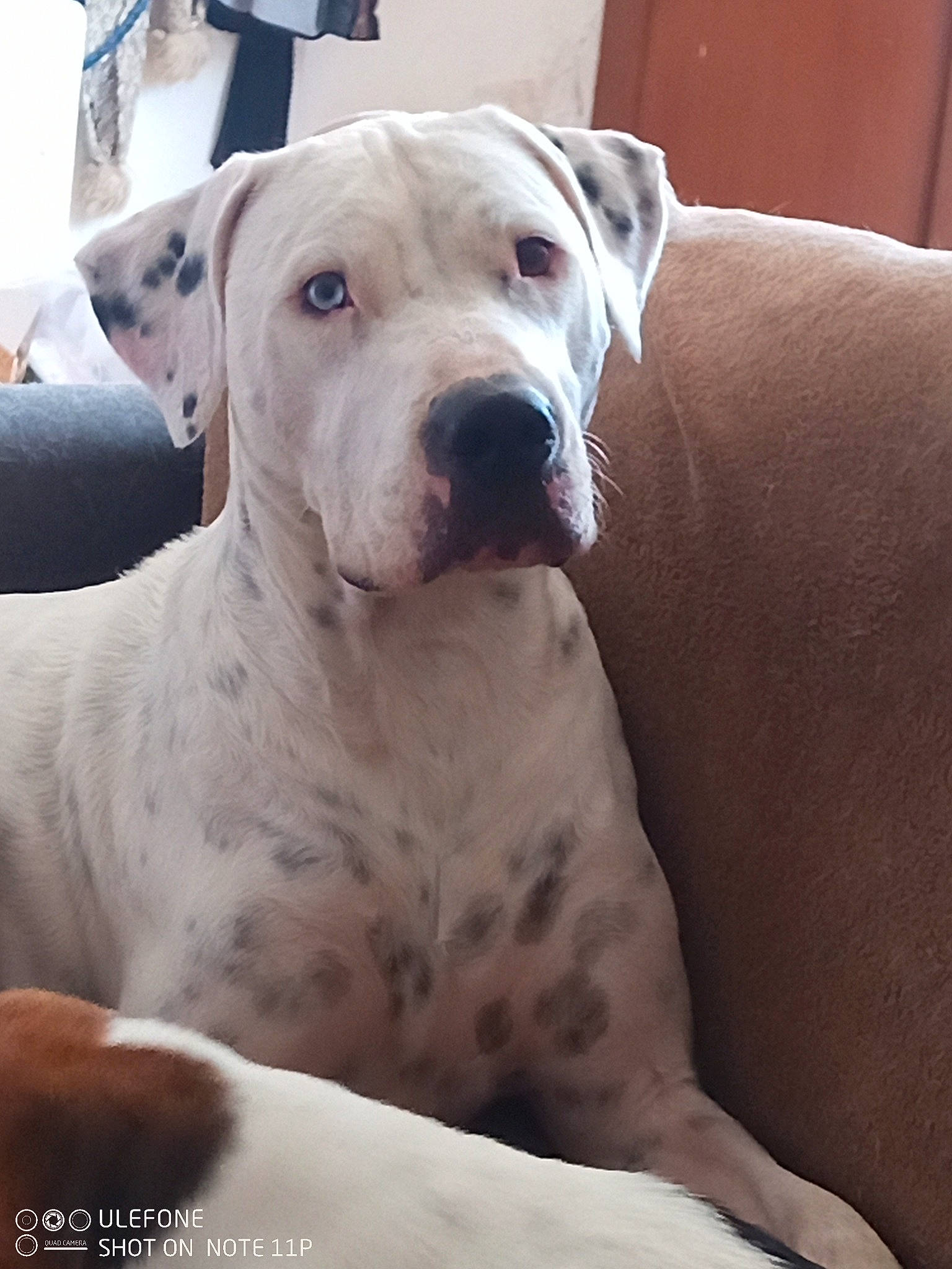 Ayden participe au concours pour gagner de l'argent avec cette photo : canidae, carnivore, collar, comfort, companion_dog, cordoba_fighting_dog, dog, dog_breed, dog_collar, dogo_guatemalteco, fawn, guard_dog, non_sporting_group, pet_supply, snout, sporting_group, terrestrial_animal, whiskers, working_animal, working_dog