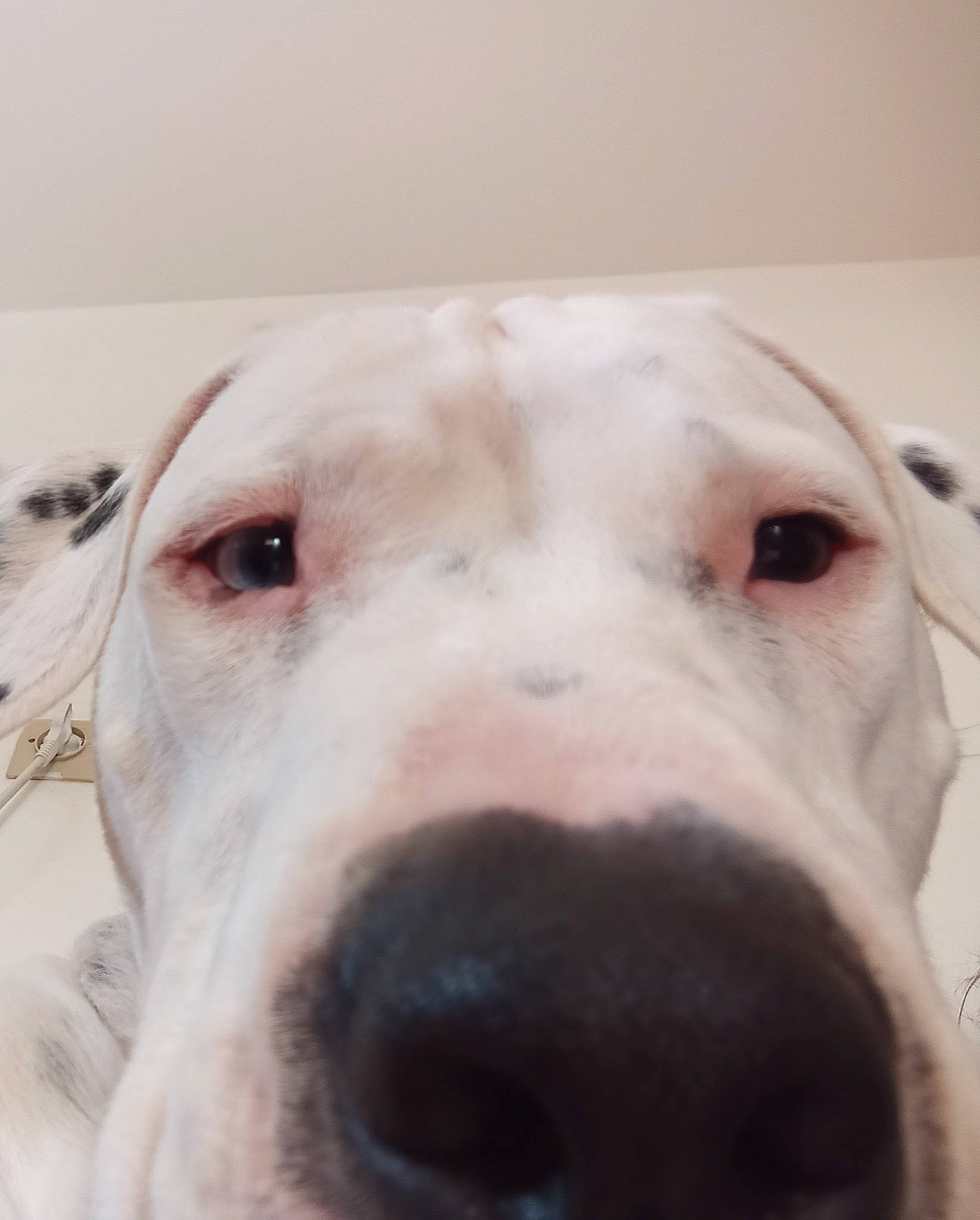 Ayden a rejoint le concours — aidez-le/la à gagner de superbes lots ! canidae, carnivore, close_up, companion_dog, dog, dog_breed, ear, eye, fawn, fur, head, jaw, non_sporting_group, pet_supply, snout, sporting_group, terrestrial_animal, whiskers, working_animal