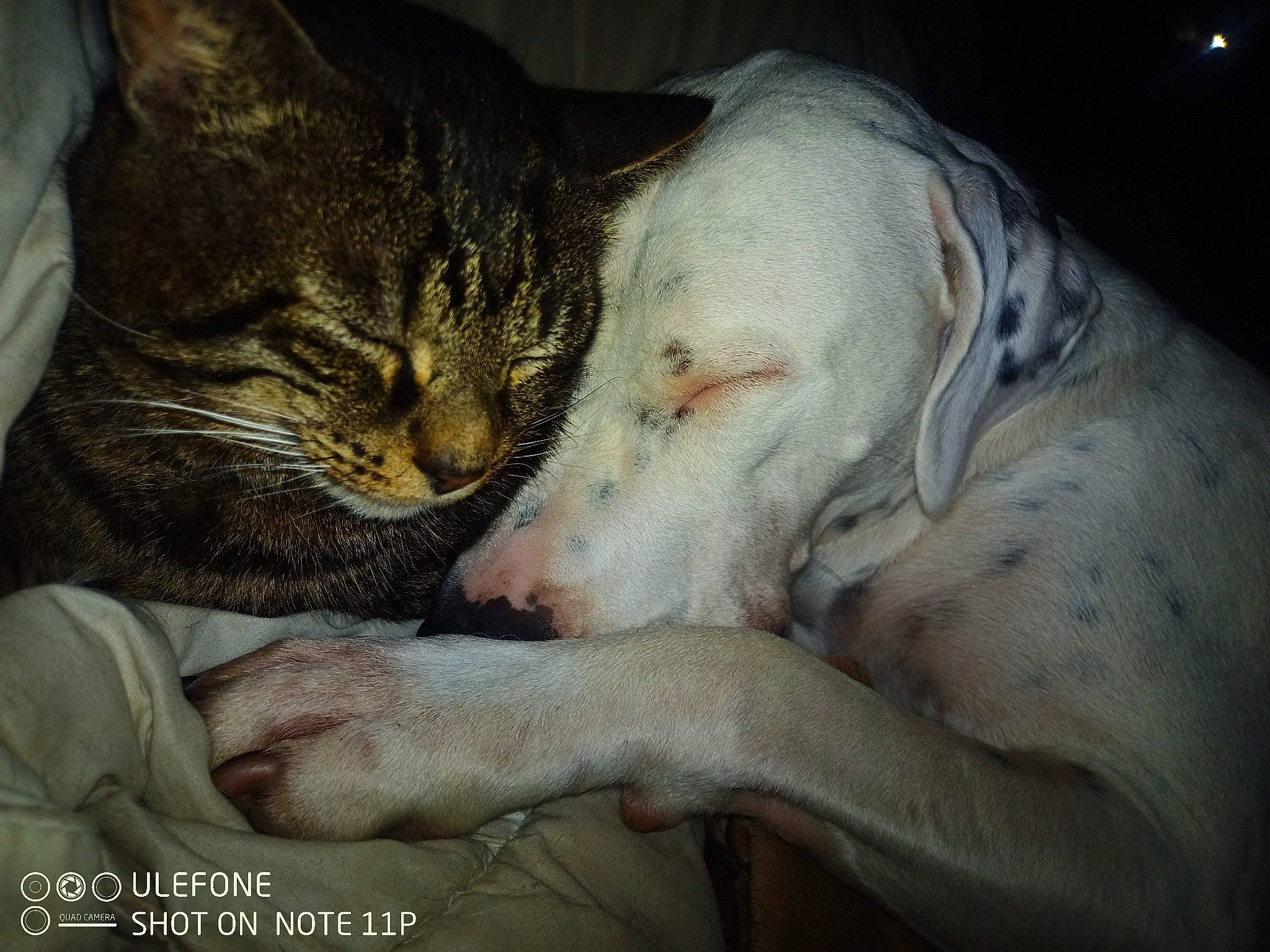 Ayden a rejoint le concours — aidez-le/la à gagner de superbes lots ! carnivore, cat, comfort, dog, dog_breed, domestic_short_haired_cat, extinction, eye, fawn, felidae, fur, mammal, nap, organism, paw, small_to_medium_sized_cats, snout, terrestrial_animal, whiskers, wildlife