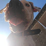 Ayden participe au concours pour gagner de l'argent avec cette photo : dog, pet, tongue, closeup, sky, sunflare, collar, muzzle, whiskers, outdoor, wall, pipe, ear, playful, slobber, low_angle, sunlight, happy, portrait, curious