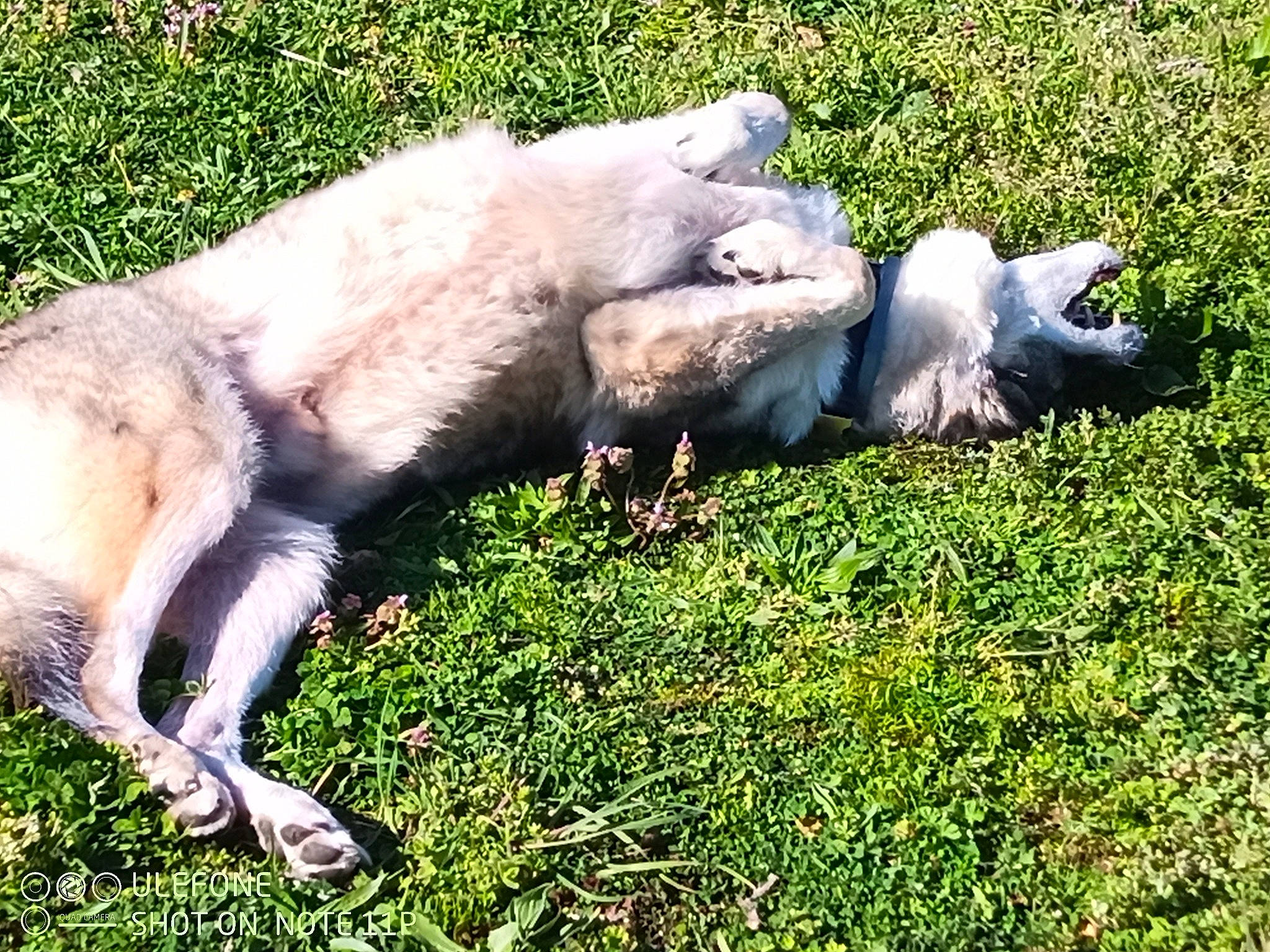 Connor a rejoint le concours — aidez-le/la à gagner de superbes lots ! carnivore, companion_dog, dog, dog_breed, fawn, grass, pasture, retriever, sporting_group, tail, terrestrial_animal, working_animal