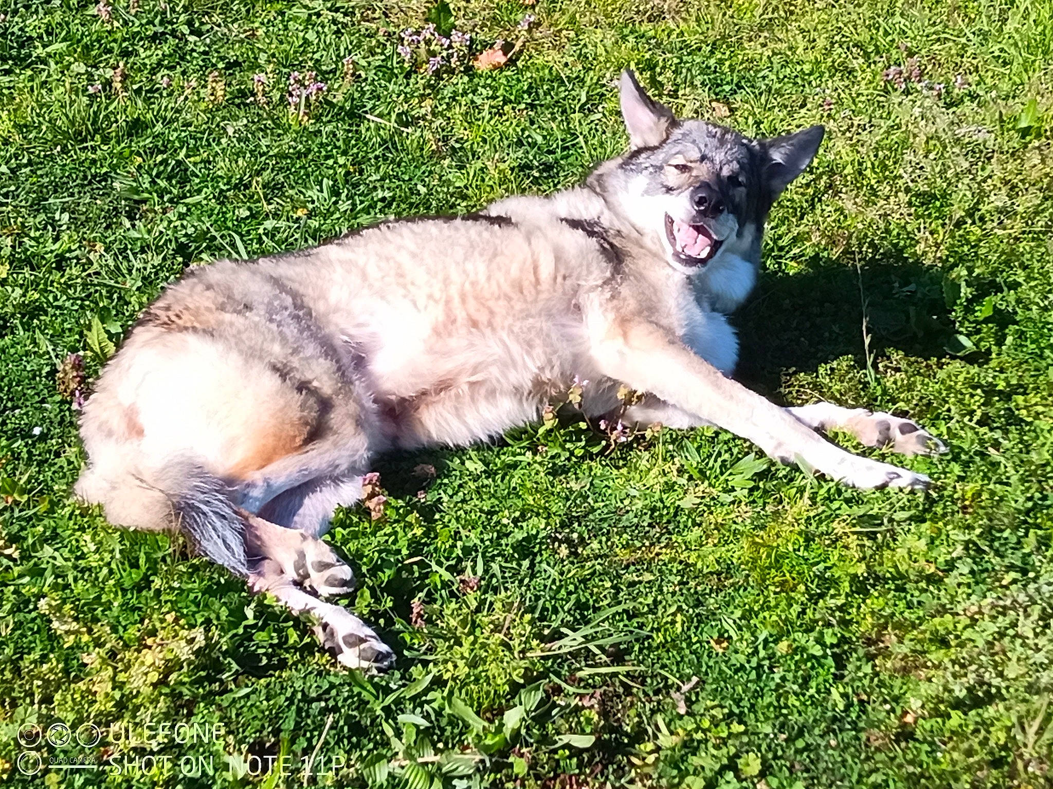 Connor participe au concours pour gagner de l'argent avec cette photo : canis, carnivore, collar, companion_dog, dog, dog_breed, fur, grass, grassland, plant, sporting_group, sulimov_dog, tail, terrestrial_animal, wildlife, working_animal, working_dog