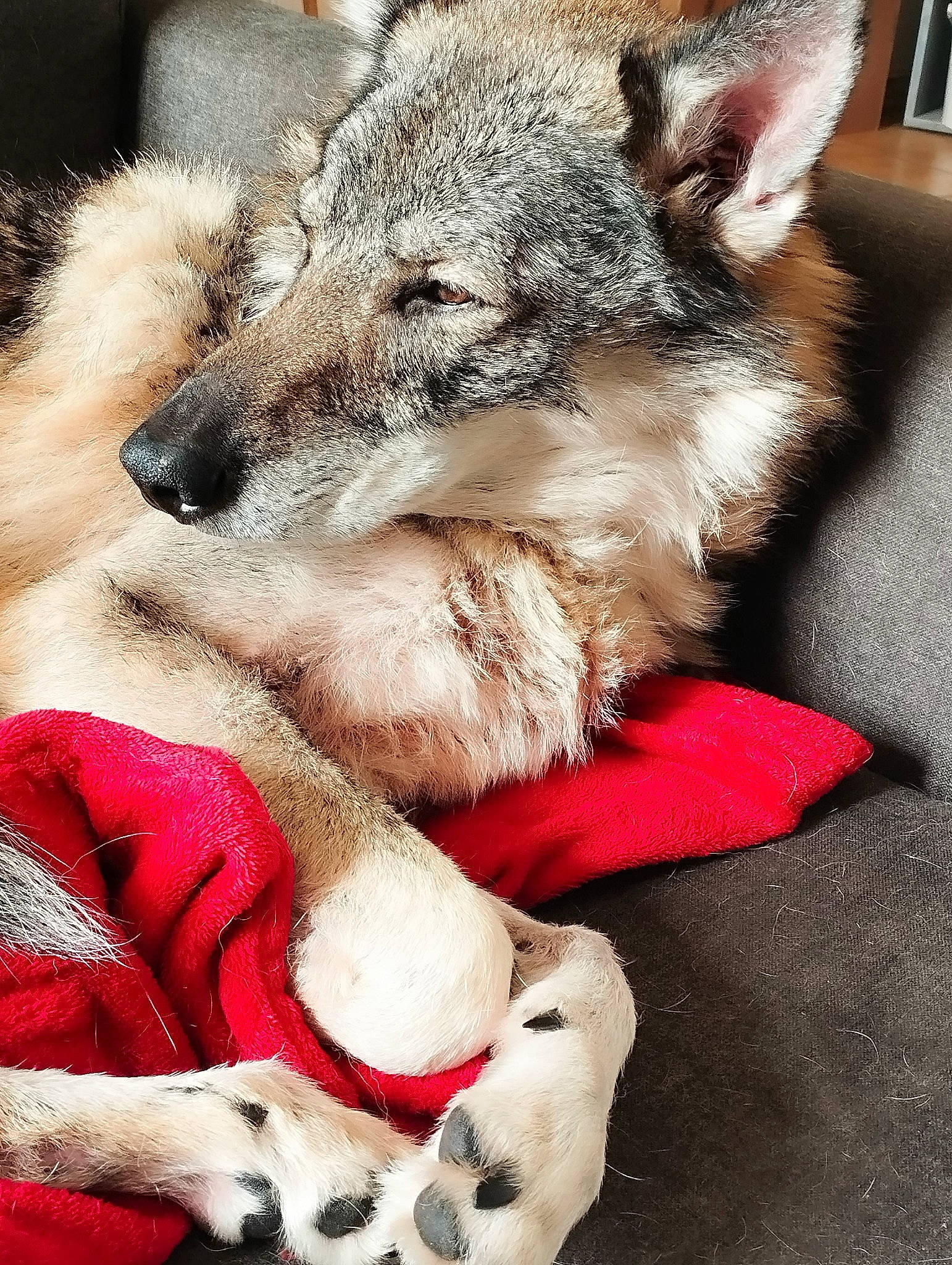 Connor participe au concours pour gagner de l'argent avec cette photo : canidae, canis, carnivore, claw, companion_dog, dog_breed, event, fawn, felidae, fur, mammal, paw, sitting, snout, tail, terrestrial_animal, whiskers