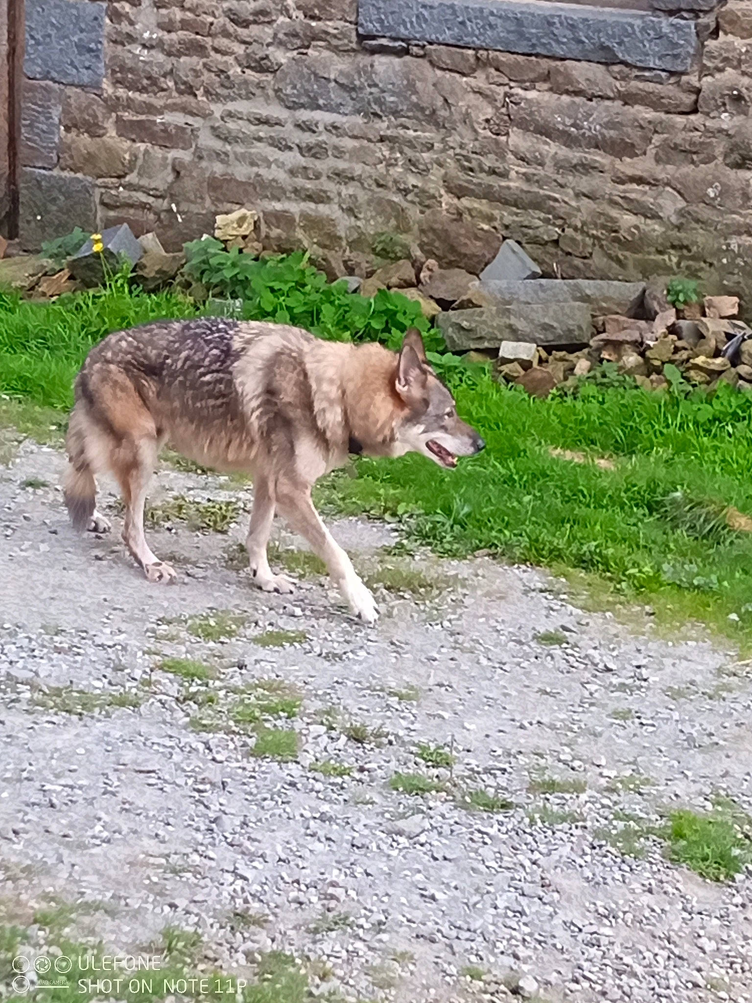 Connor participe au concours pour gagner de l'argent avec cette photo : brick, canidae, canis, canis_lupus_tundrarum, carnivore, coyote, dog, dog_breed, fur, grass, groundcover, plant, snout, sporting_group, stone_wall, tail, terrestrial_animal, wildlife, wolf, working_dog
