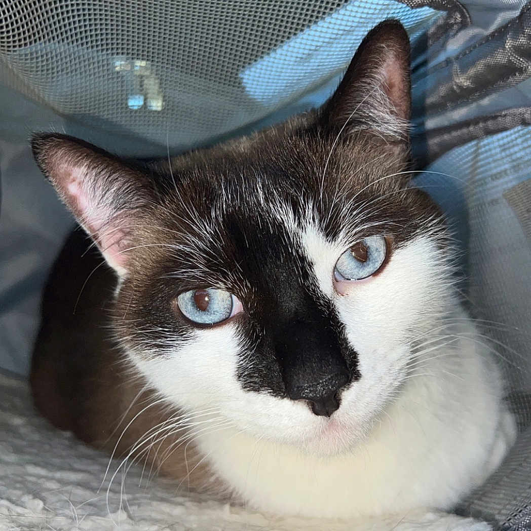 Bean is registered to the contest to win money with this photo: abyssinian, accessories, alloywheel, animal, backpack, bag, baggage, blanket, canine, cat, dog, furniture, handbag, husky, kitten, manx, pet, siamese, strap, suitcase