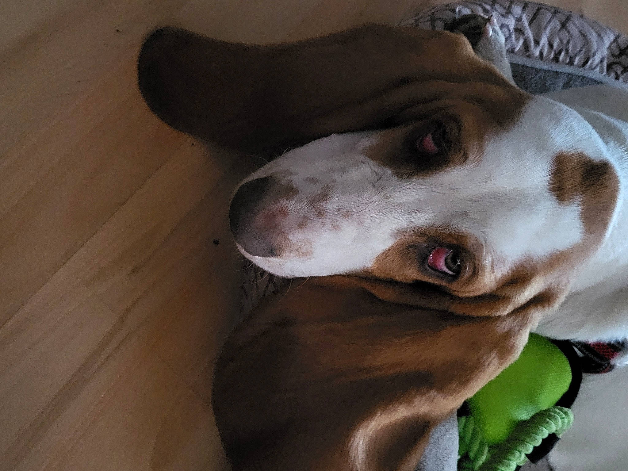 Finnegan is registered to the contest to win money with this photo: canidae, carnivore, collar, companion_dog, dog, dog_breed, dog_collar, ear, fawn, flooring, fur, hardwood, liver, pet_supply, snout, sporting_group, whiskers, wood, wood_stain, working_animal