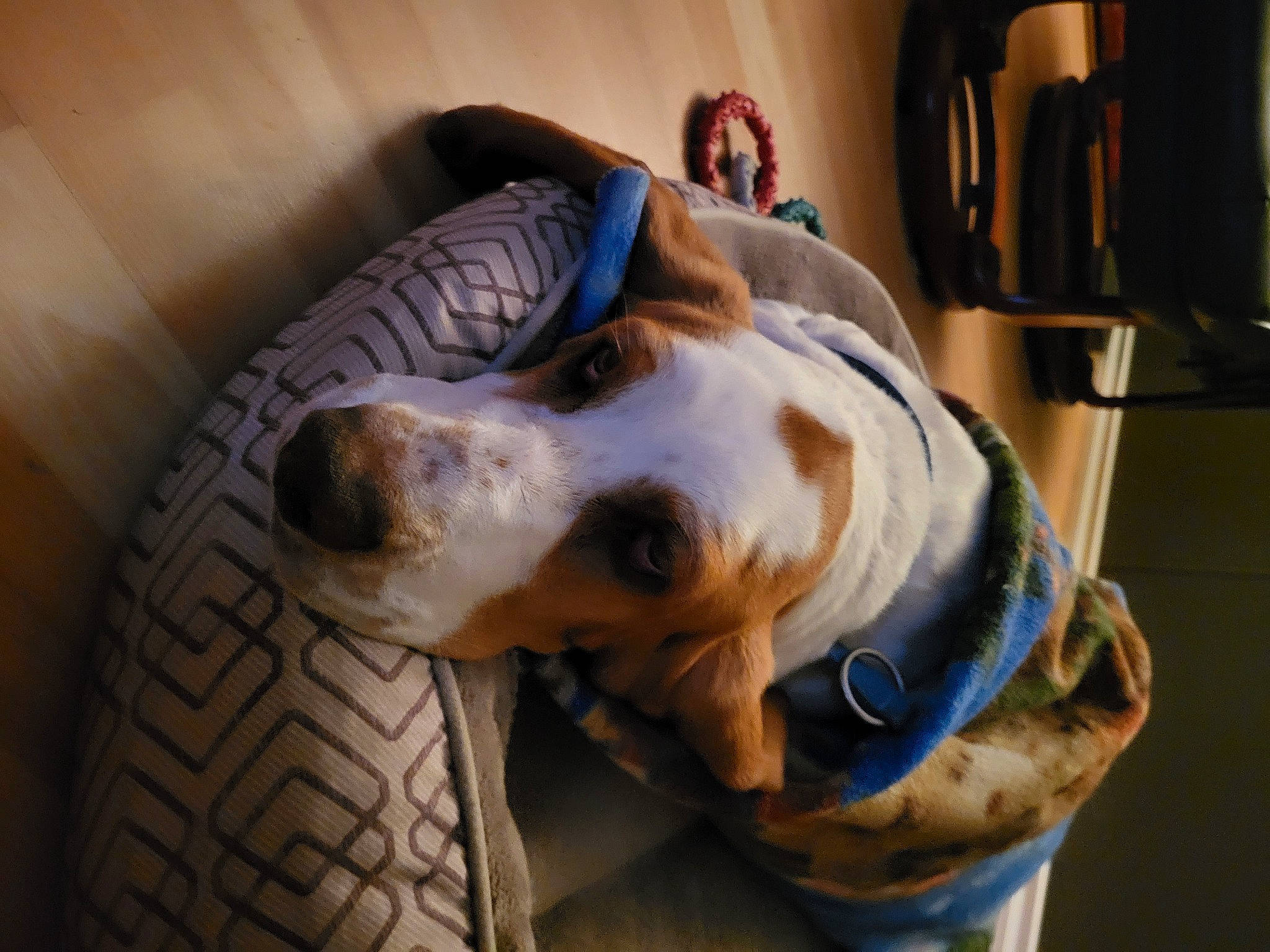 Finnegan joined the competition — help win amazing prizes! carnivore, collar, companion_dog, dog, dog_breed, dog_collar, dog_supply, fawn, fur, kitchen_appliance, non_sporting_group, personal_protective_equipment, pet_supply, snout, sporting_group, tread, whiskers, working_animal