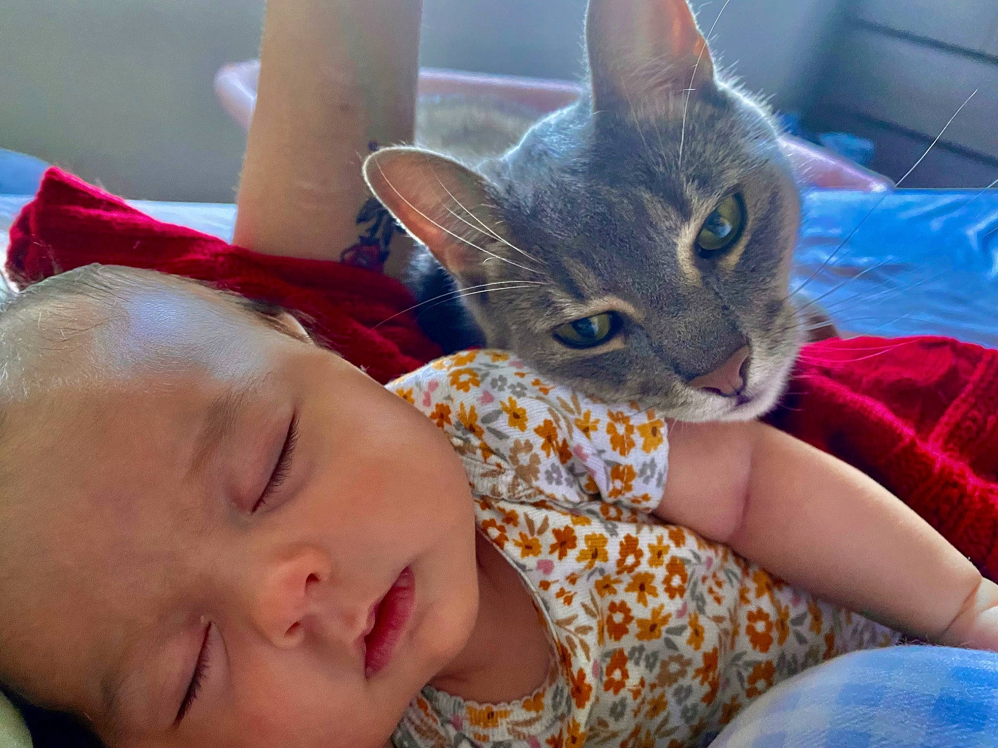 Eliza is registered to the contest to win money with this photo: baby, baby_toddler_clothing, carnivore, cat, child, close_up, comfort, ear, eye, facial_expression, felidae, finger, happy, iris, mammal, nose, person, skin, small_to_medium_sized_cats, toddler