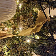 Isis a rejoint le concours — aidez-le/la à gagner de superbes lots ! cat, christmas_tree, holiday_lights, burlap_ribbon, greenery, decorations, pet, curious, indoor, festive, cozy, closeup, animal, feline, ornament, twinkling_lights, nature, branch, eyes, holiday