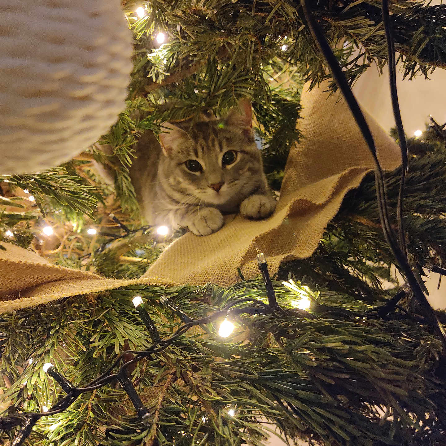 Isis a rejoint le concours — aidez-le/la à gagner de superbes lots ! animal, branch, burlap_ribbon, cat, christmas_tree, closeup, cozy, curious, decorations, eyes, feline, festive, greenery, holiday, holiday_lights, indoor, nature, ornament, pet, twinkling_lights