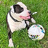 dog, black_and_white, grass, soccer_ball, pet, animal, outdoor, playing, tongue_out, collar, canine, happy, resting, nature, summer, daylight, mammal, paw, cute, fun