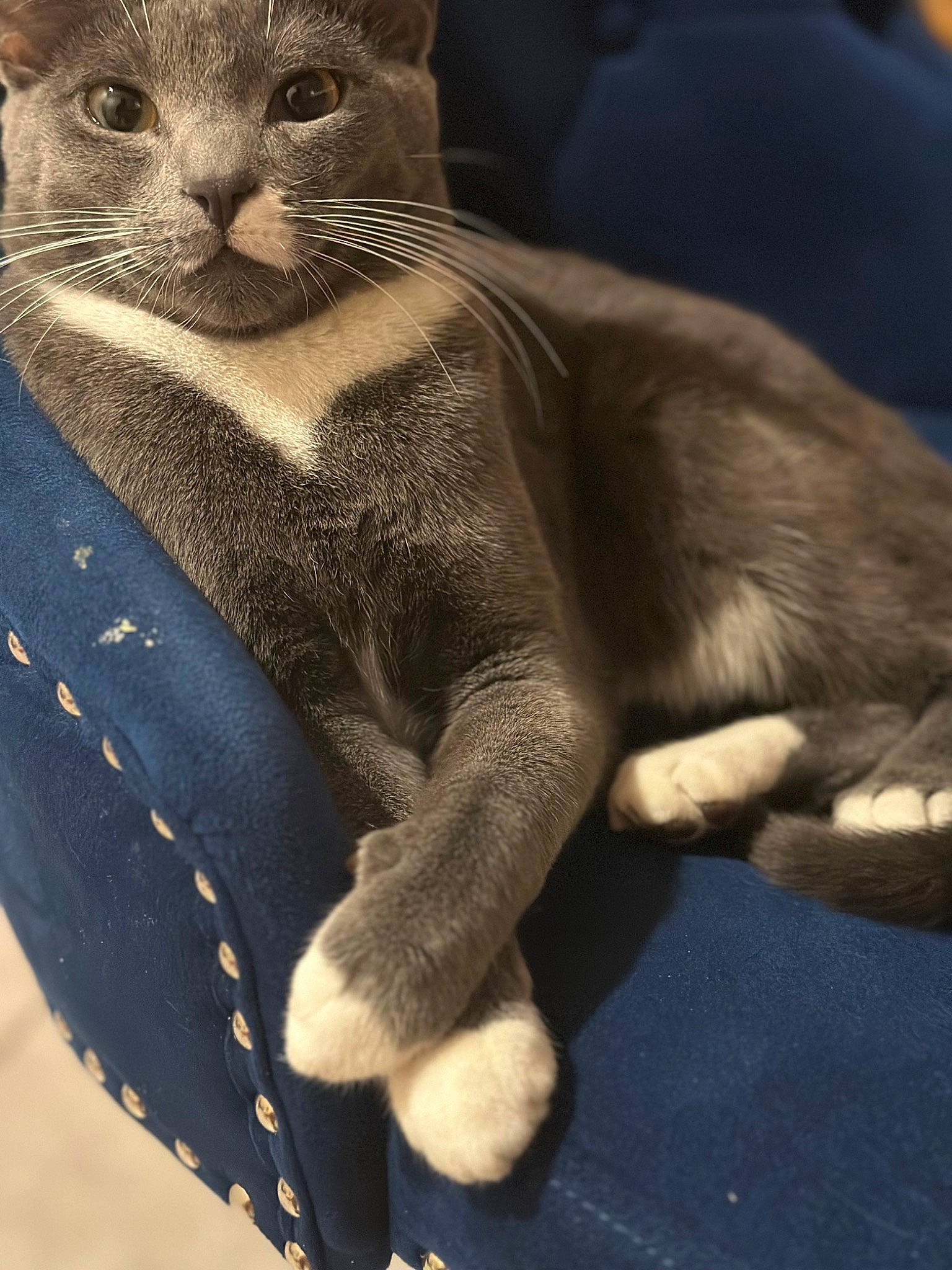 Greyson is registered to the contest to win money with this photo: carnivore, cat, claw, comfort, domestic_short_haired_cat, electric_blue, felidae, fur, grey, paw, russian_blue, sitting, small_to_medium_sized_cats, snout, tail, terrestrial_animal, whiskers, window