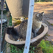 Cody is registered to the contest to win money with this photo: animal, brown, cat, feline, fluffy, fur, garden_tools, gray, greenery, moss, nature, outdoor, pet, plant_pot, planter, resting, soil, sunlight, tabby_cat, tree_trunk