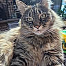 Cody is registered to the contest to win money with this photo: animal, cat, closeup, cozy, curious, cute, feline, fluffy, fur, green_eyes, houseplant, indoor, mammal, natural_light, pet, portrait, relaxed, tabby, whiskers, window