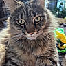 Cody is registered to the contest to win money with this photo: animal, cat, close_up, cute, domestic_cat, feline, fluffy, focused, green_eyes, indoor, long_hair, natural_light, pet, portrait, relaxed, sitting, soft_fur, striped, tabby, whiskers