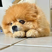 Dougy a rejoint le concours — aidez-le/la à gagner de superbes lots ! adorable, animal, brown, calm, closeup, cute, dog, eyes, floor, fluffy, fur, indoor, kitchen, nose, pet, pomeranian, puppy, resting, small, tile
