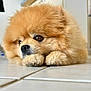 adorable, animal, brown, calm, closeup, cute, dog, eyes, floor, fluffy, fur, indoor, kitchen, nose, pet, pomeranian, puppy, resting, small, tile
