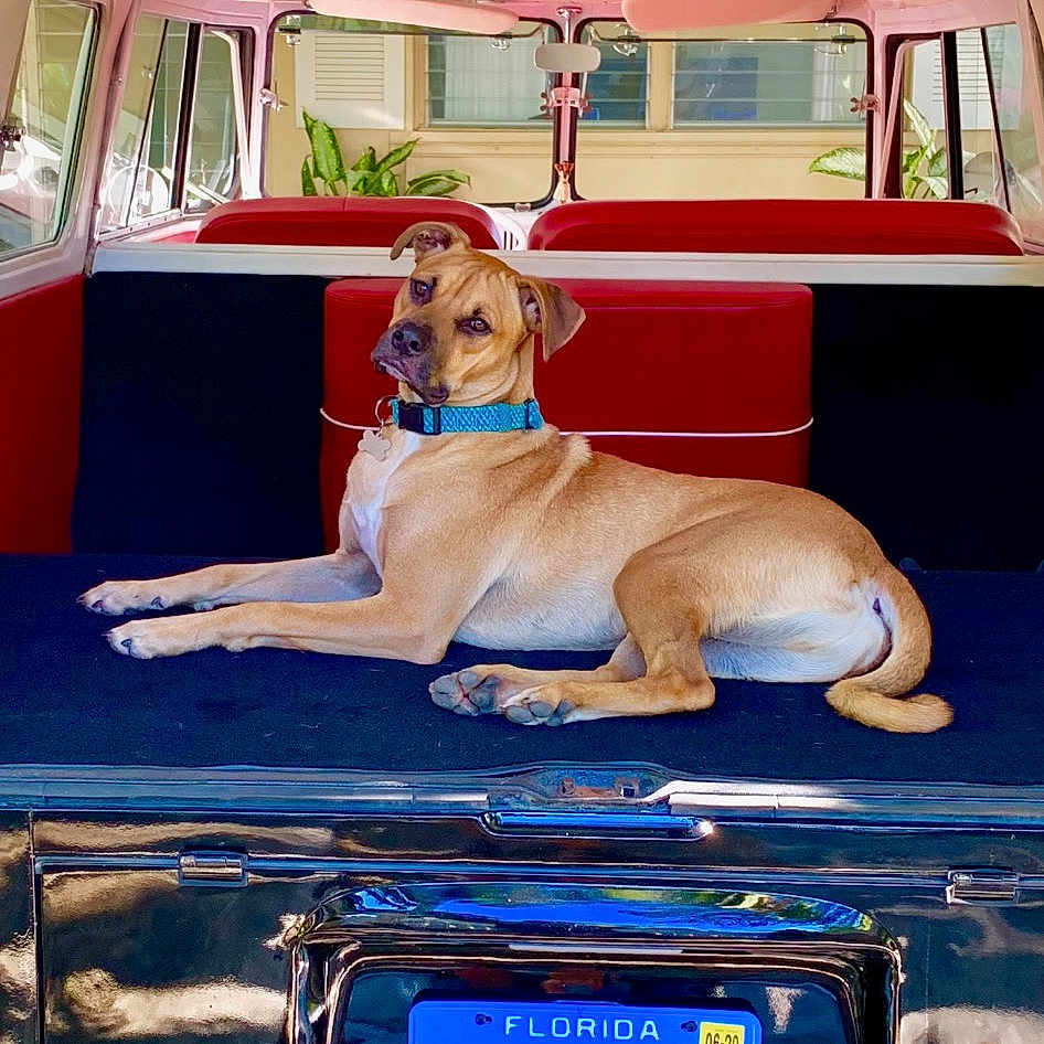 Ollie is registered to the contest to win money with this photo: canidae, car, carnivore, dog, dog_breed, fawn, guard_dog, retriever, sporting_group, transport, vehicle