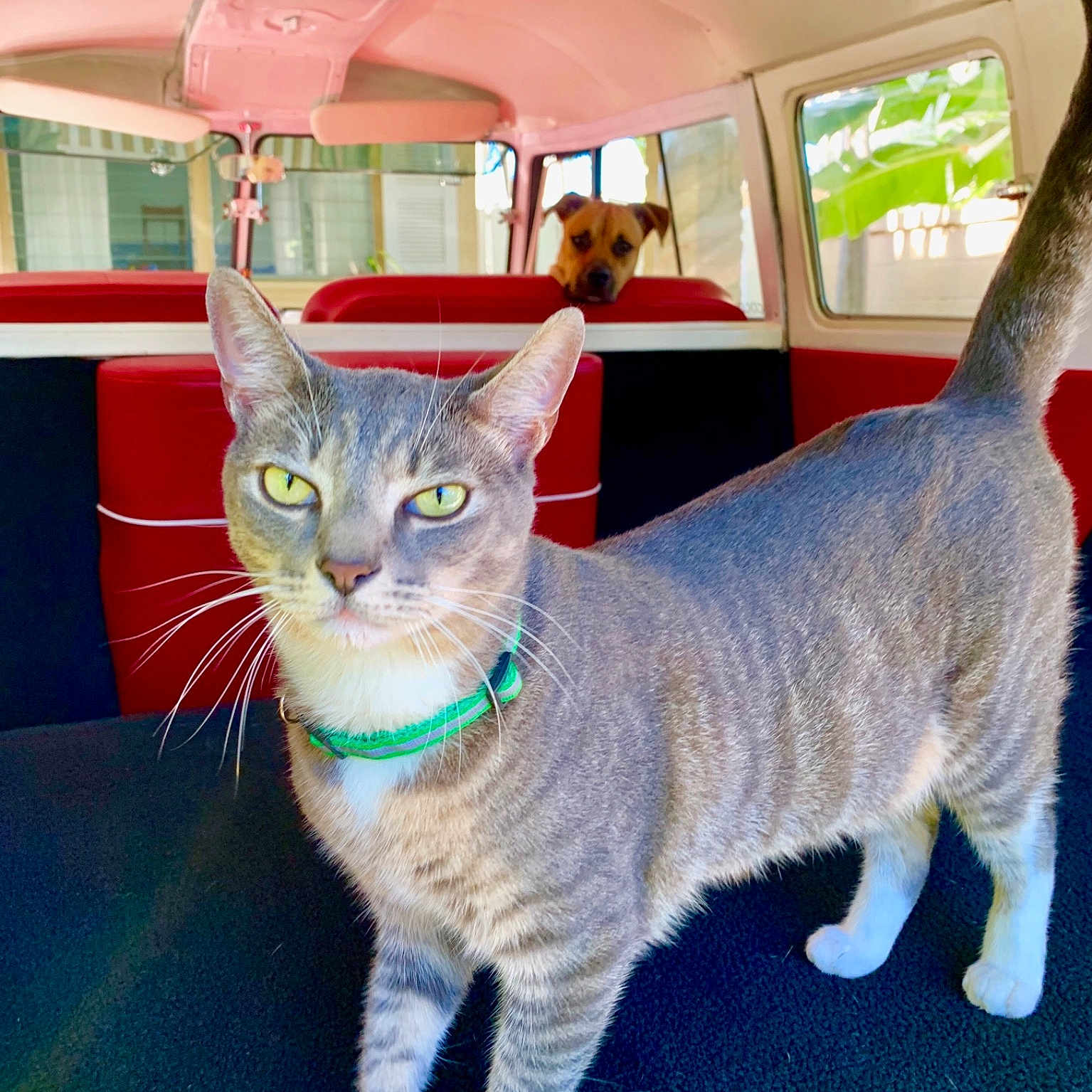Meoh is registered to the contest to win money with this photo: asian, australian_mist, carnivore, cat, domestic_short_haired_cat, european_shorthair, felidae, german_rex, mammal, ocicat, oriental_shorthair, small_to_medium_sized_cats, tabby_cat, vertebrate, whiskers