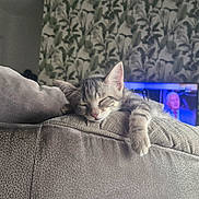 Sno a rejoint le concours — aidez-le/la à gagner de superbes lots ! animal, blue_light, cat, couch, cushion, cute, furry, indoors, kitten, living_room, nap, paw, pet, relaxed, sleeping, sleepy, sofa, tabby, television, wallpaper