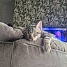 animal, blue_light, cat, couch, cushion, cute, furry, indoors, kitten, living_room, nap, paw, pet, relaxed, sleeping, sleepy, sofa, tabby, television, wallpaper