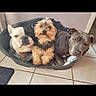 animal_faces, cute, dogs, fluffy_dog, french_bulldog, funny, gray_dog, group_portrait, home, indoors, large_dog, pet_bed, pets, pit_bull, resting, short_hair, sitting, small_dog, tile_floor, yorkshire_terrier