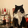 animal, black_and_white, cat, christmas, closeup, cute, decorations, domestic_cat, festive, fluffy, fur, furniture, holiday_decor, indoor, kettle, kitchen, pet, sitting, table, whiskers