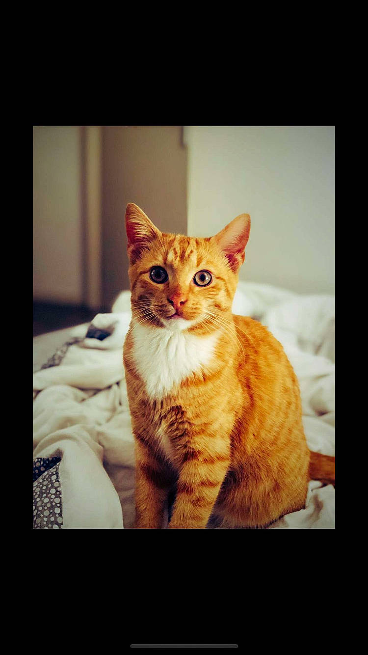 Pookie a rejoint le concours — aidez-le/la à gagner de superbes lots ! arabian_mau, asian, carnivore, cat, ear, european_shorthair, eye, felidae, fur, kitten, mammal, nose, photo_caption, photograph, sky, small_to_medium_sized_cats, snapshot, snout, tabby_cat, whiskers