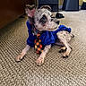 animal_portrait, blue_outfit, carpet, chair, clothing, collar, costume, dog, funny, furniture, home, indoor, lying_down, office, pet, profile, scruffy_dog, sitting, small_dog, tie
