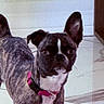 dog, brindle, pet, collar, indoor, floor, tile, curious, animal, canine, ears, standing, looking, one_ear_up, white_chest, black_nose, closeup, companion, domestic_animal, portrait