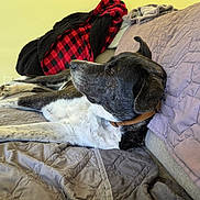 Buddy joined the competition — help win amazing prizes! dog, black_and_white, lying_down, bed, bedroom, pet, animal, collar, floppy_ears, long_legs, white_chest, black_fur, relaxed, lounging, quilt, blanket, pillow, cozy, indoor, portrait