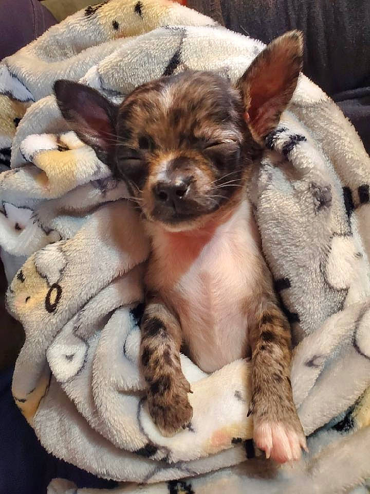 Cujo is registered to the contest to win money with this photo: canidae, carnivore, chihuahua, comfort, companion_dog, dog, dog_breed, dog_supply, ear, fawn, fur, head, paw, puppy, snout, sporting_group, terrestrial_animal, toy_dog, whiskers, working_animal