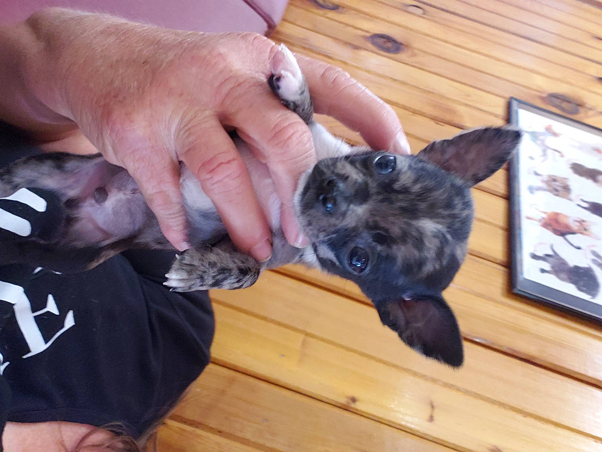 Cujo joined the competition — help win amazing prizes! carnivore, companion_dog, dog_breed, domestic_short_haired_cat, fawn, felidae, finger, flooring, fur, gesture, hand, hardwood, nail, small_to_medium_sized_cats, tail, thumb, toy_dog, whiskers, wood, working_animal