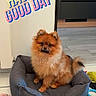 blue_toy, brown_dog, cheerful_text, cozy, dog, dog_bed, dog_toy, floor, furry_pet, home, indoor, pet_bed, pet_food, pink_toy, pomeranian, rope_toy, small_dog, tennis_ball, tile_floor, toy