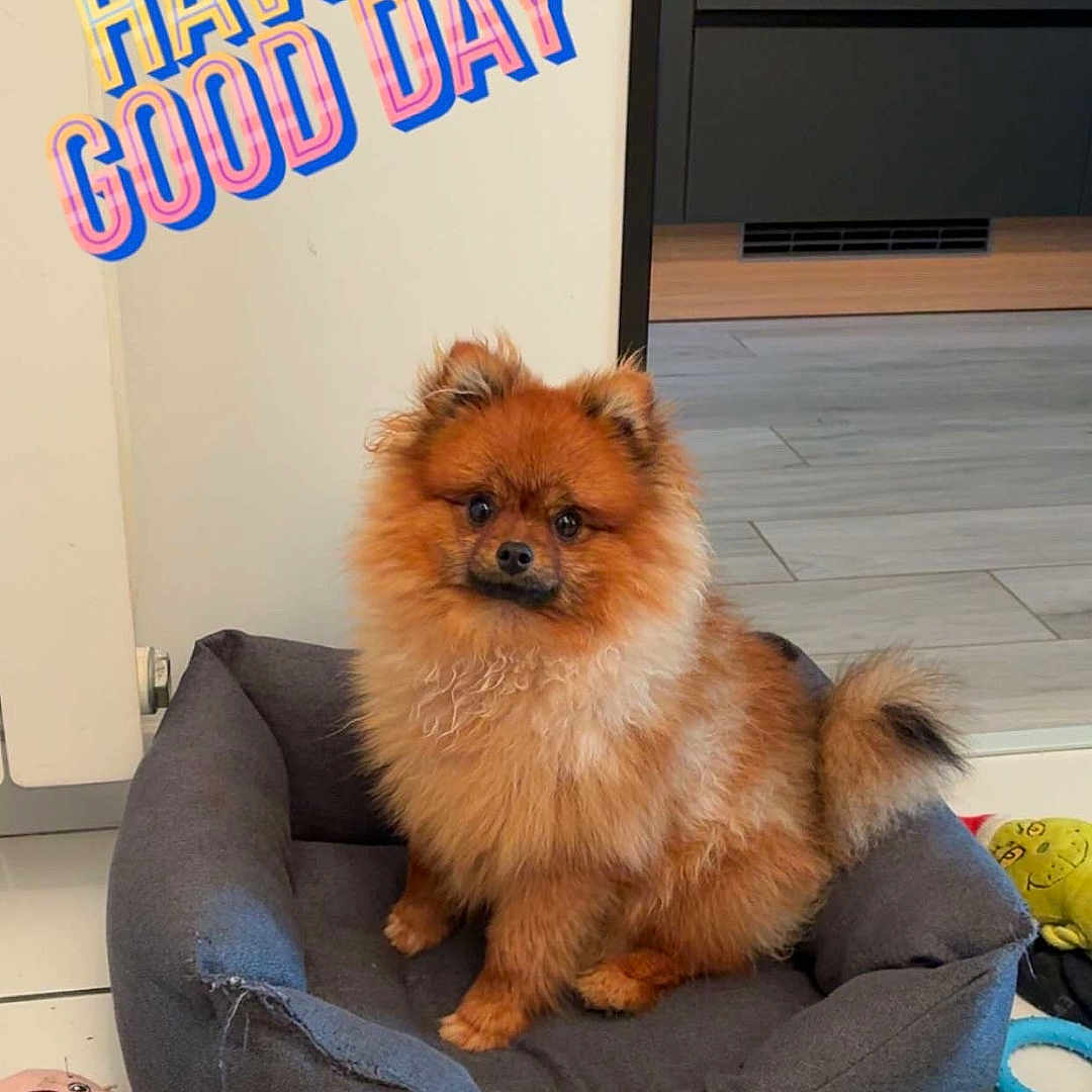 Alfy participe au concours pour gagner de l'argent avec cette photo : blue_toy, brown_dog, cheerful_text, cozy, dog, dog_bed, dog_toy, floor, furry_pet, home, indoor, pet_bed, pet_food, pink_toy, pomeranian, rope_toy, small_dog, tennis_ball, tile_floor, toy