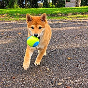 Dusky a rejoint le concours — aidez-le/la à gagner de superbes lots ! dog, puppy, shiba_inu, pet, tennis_ball, playing, fetch, outdoor, park, gravel, grass, trees, wooden_structure, sunny, daylight, animal, canine, running, portrait, photography